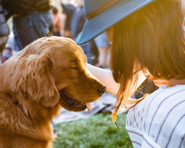 Person patting dog