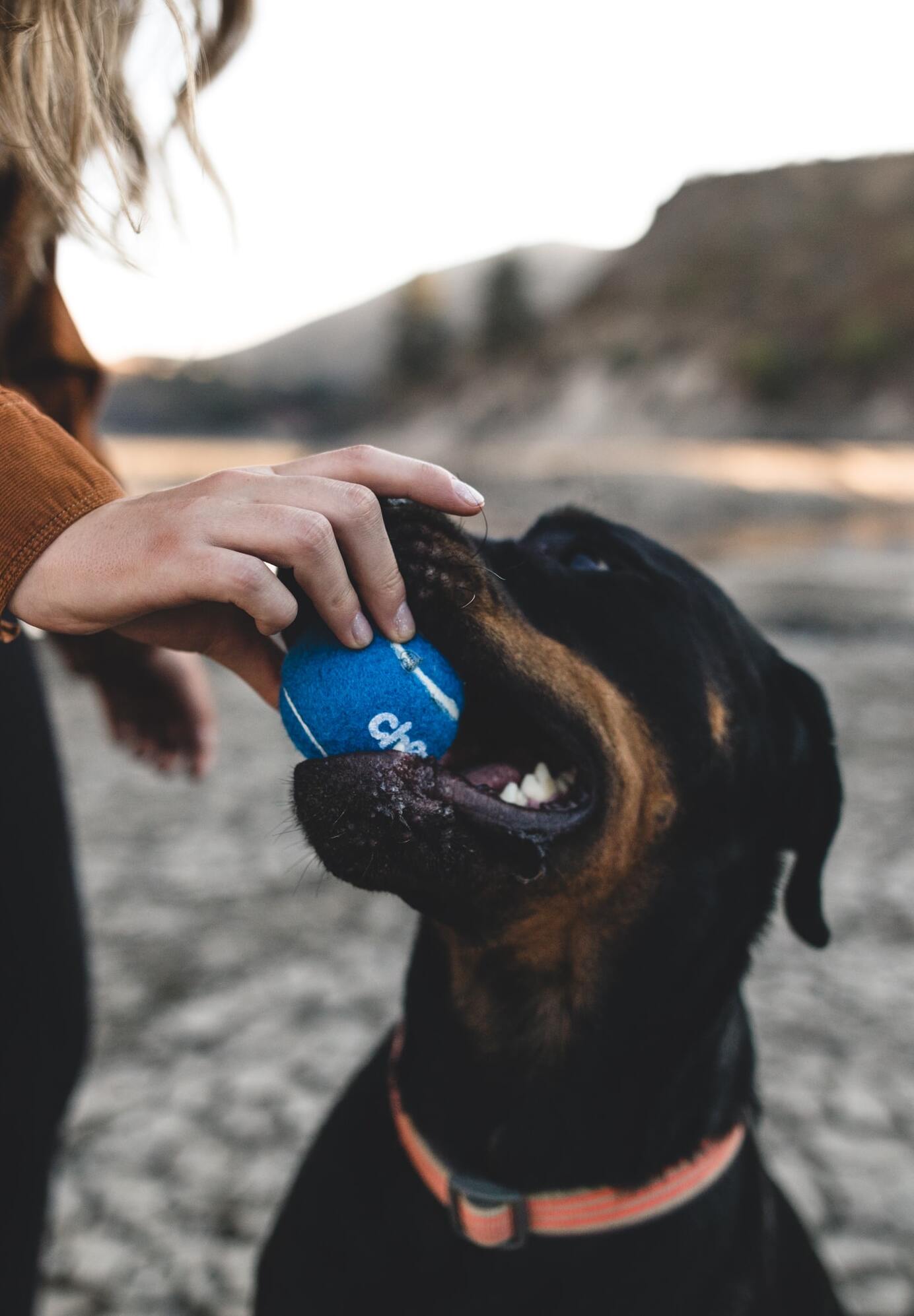 Rottweiler and person taking a blue tennis ball it from the dogs mouth