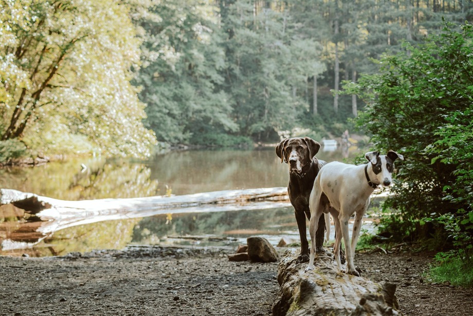 of two dogs stand on fallen tree trunk by a river