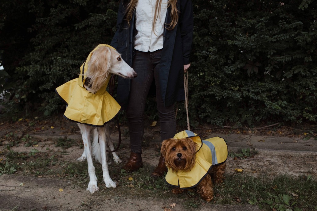 Perosn with two dogs on leads with rain coats