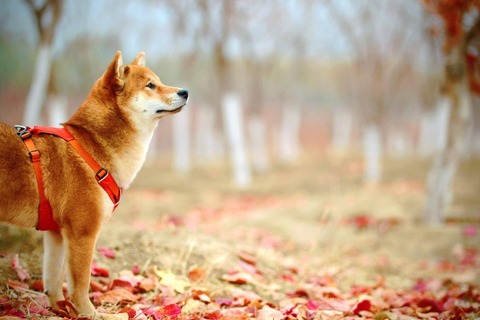 Shiba Inu with red harness in field