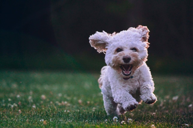 Bichon Frise running on grass