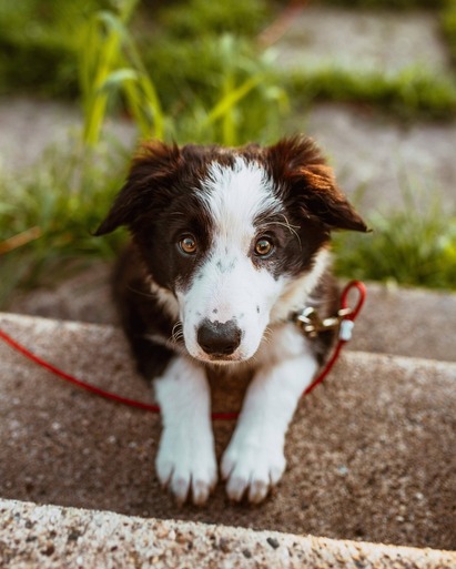 Border Collie puppy looking at camera