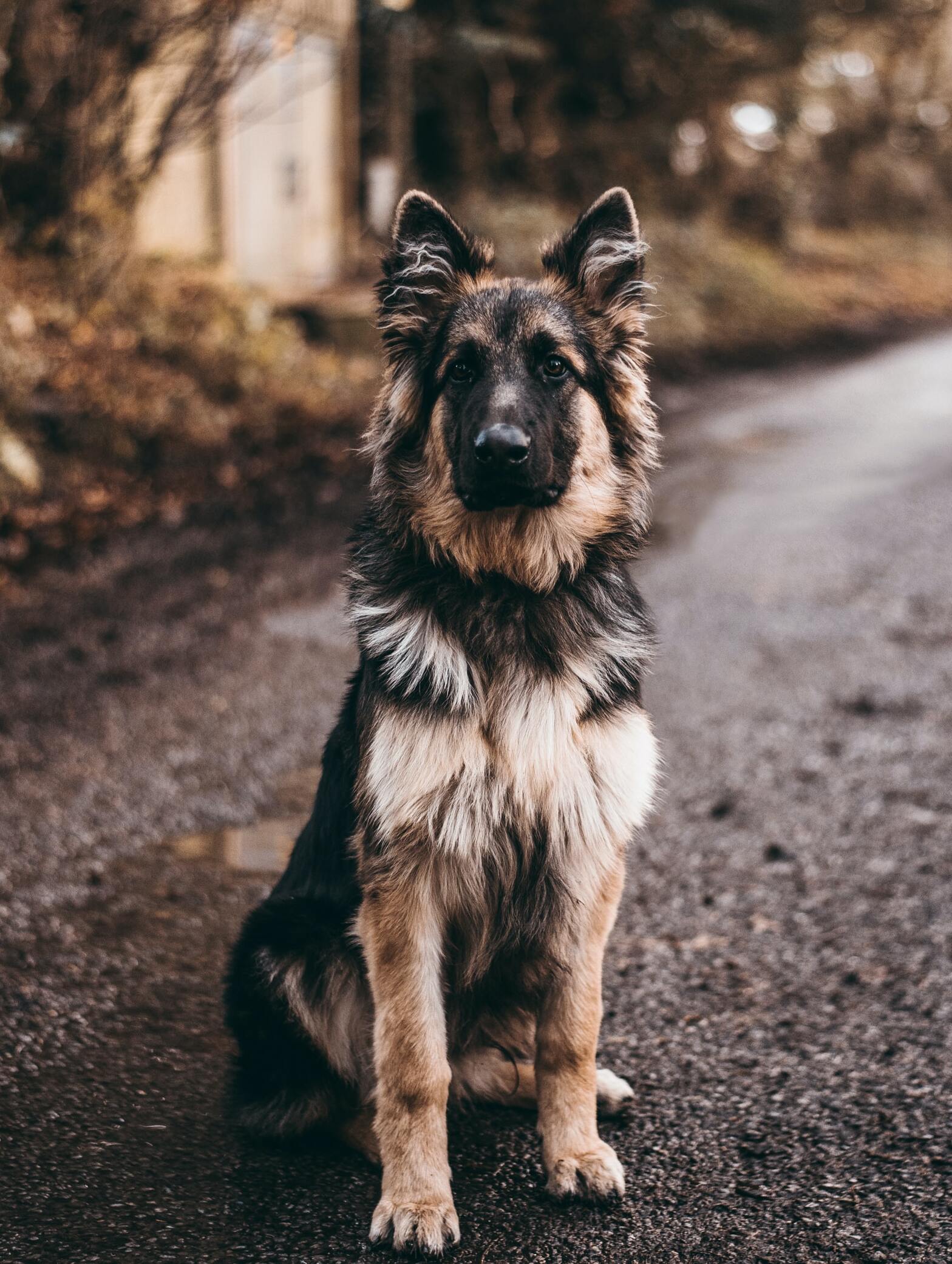 German Shepard sitting obediently looking at the camera