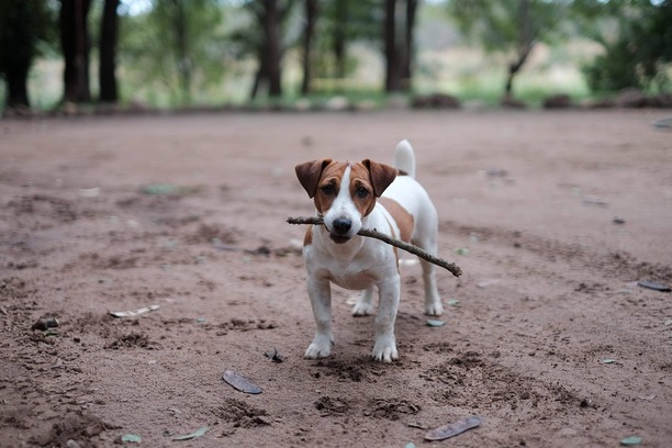 Jack russel wwith a stick in its mouth