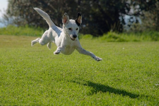 Dog jumping in mid air